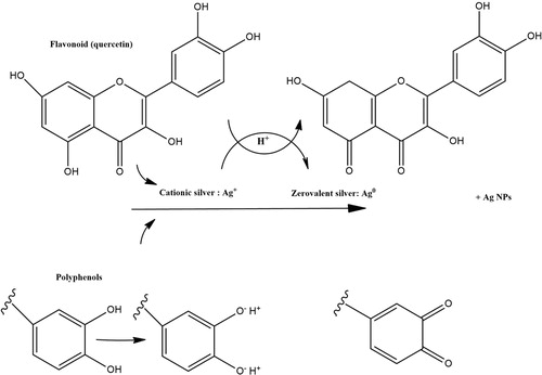 Figure 5. Mechanism of Ag NPs formation from flavonoids and polyphenols present in the leaf extract of Adiantum capillus-veneris L.