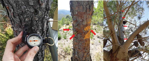 Figure 3. Electrode placement using a compass (left), identification of trees and radially location of the electrodes (center), electrodes separated longitudinally (right).