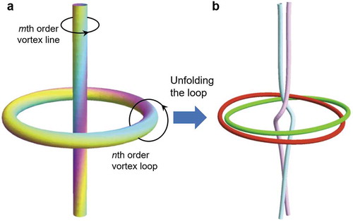 Figure 4. Unfolding operation of perturbation on an unstable high-order vortex loop [Citation51]. (a) An unstable nth order vortex loop threaded by a mth order axial vortex line. (b) Stable unfolding structure: a (m = 3, n = 2) torus knot threaded by a triple-stranded helix. Figures reproduced from ref [Citation3]., copyright 2009, Elsevier