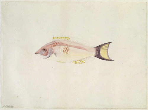 Figure 2  Scarlet wrasse (Pseudolabrus miles) painted by Sydney Parkinson, in the vicinity of Cape Kidnappers. Reproduced by permission of the Trustees of the British Museum.