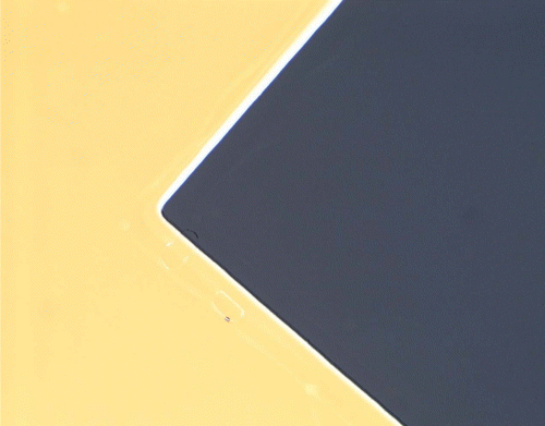 Figure 13 Polarized microscope photograph of LC alignment on photoaligned polymerized azo‐dye film Citation11. The size of the picture is 1mm2. Both homogeneous and twist LC alignment looks perfect between crossed polarizers as black and yellow regions.