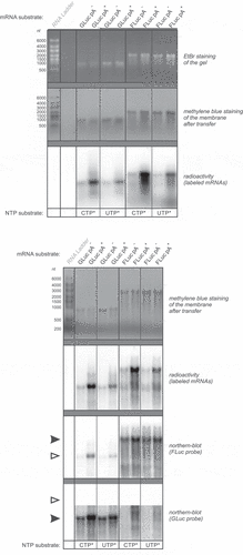 Figure 5. Longer RNA molecules, such as mRNAs obtained by the in vitro transcription are prone to 3ʹ-end labelling based on CutA enzymatic activity. Non-polyadenylated (pA−) or polyadenylated (pA+) versions of transcripts coding for G. princeps (GLuc) and P. pyralis (FLuc) luciferases were synthesized by in vitro transcription on plasmid templates linearized with appropriate restriction endonucleases. Following purification, mRNAs were incubated with equal amounts of CutA WT and with a trace of radioactive [α-32P]CTP (*CTP) or [α-32P]UTP (*UTP), as indicated at the bottom of the gels, and separated in either native, ethidium bromide-stained (top) or in denaturing (bottom) agarose gel. Transcripts were then immobilized on nylon membranes, which were stained with methylene blue. After staining, radioactive signal from labelled mRNAs was detected by phosphorimaging. Membrane corresponding to denaturing gel was additionally hybridized with northern blot probes specific to FLuc and GLuc mRNAs. Solid arrowheads in northern blot panels designate signals, which are aggregates of CutA-mediated labelling and indicated probe hybridization. Residual radioactive signals from transcripts labelled with CutA are marked with open arrowheads. Sizes of the molecular weight marker (RiboRulerTM High Range RNA Ladder), which was run in the leftmost lane, are marked on the left