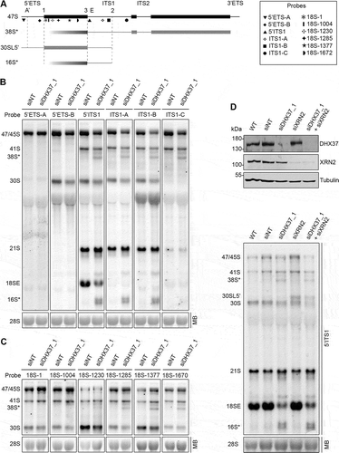 Figure 2. Mapping of the aberrant 16S* and 38S* pre-rRNA intermediates that accumulate upon depletion of DHX37. (a) Schematic view of the 47S pre-rRNAs (black) and the aberrant 38S*, 16S* and 30SL5ʹ pre-rRNA species not normally detected in human cells (grey). Mature rRNA regions are shown as rectangles, and internal (ITS) and external transcribed spacer (ETS) regions are represented by lines. Cleavage sites are named above the 47S pre-rRNA and the hybridization position of probes used for northern blotting are indicated. (b,c) RNA extracted from HeLa cells transfected with non-target siRNAs (siNT) or siRNAs targeting DHX37 (siDHX37_1) was separated by denaturing agarose gel electrophoresis, transferred to a nylon membrane and the mature 28S rRNA was detected by methylene blue staining (MB). Northern blotting was performed using probes hybridizing to different positions within the 5ʹ ETS and ITS1 (b) or the 18S rRNA (c) and pre-rRNAs were visualized using a phosphorimager. (d) RNA and proteins were extracted from wildtype (WT) HeLa cells or cells that had been transfected with non-target siRNAs (siNT), or siRNAs targeting DHX37 (siDHX37_1) or XRN2 (siXRN2). Proteins were analyzed by western blotting using the antibodies indicated to the right (upper panel) and pre-RNAs were detected by northern blotting using a probe hybridizing to the 5' end of ITS1.