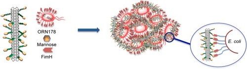 Figure 7 Schematic representation of the FimH adhesin promoted specific interaction of E. coli with mannose-coated SWCNTs I.Abbreviations: SWCNTs, single-walled carbon nanotubes; E. coli, Escherichia coli.