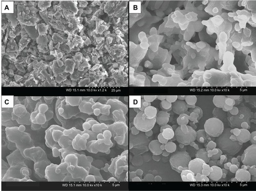 Figure 4 (A–D) Scanning electron micrographs of raw dipalmitoylphosphatidylethanolamine poly(ethylene glycol)-3k (DPPE-PEG3k) and co-spray-dried 95 dipalmitoylphosphatidylcholine (DPPC):5 DPPE-PEG3k particles at three pump rates. (A) Raw DPPE-PEG3k, magnification 1000×; (B) 95 DPPC:5 DPPE-PEG3k particles at 10% (low P) pump rate, magnification 10,000×; (C) 95 DPPC:5 DPPE-PEG3k particles at 50% (medium P) pump rate, magnification 10,000×; (D) 95 DPPC:5 DPPE-PEG3k particles at 100% (high P) pump rate, magnification 10,000×.