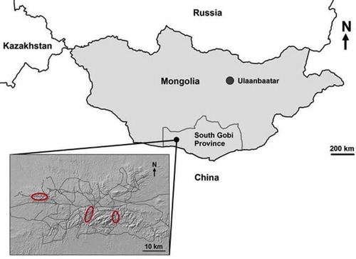 Figure 1. Location of the study area in the South Gobi Desert of Mongolia. Insert shows the topography of the region with trapping areas delineated in red. Grey lines are small roads and tracks that traverse the area [Citation27].