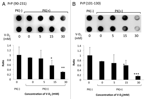 Figure 3. Sensitivity of PrPc to protease K following incubation with V-D2. V-D2 increased the sensitivity of Hu-rPrPc (90–231) (A) and PrPc (101–130) (B) to PK in a dose-dependent manner. The average pixel density of each spot was measured by NIH image analysis after subtracting the mean background pixel density from that of the test spots. Experiments were performed 3 times by duplicates, and the representative results were expressed. Values are means ± SD of three experiments. *p < 0.05, **p < 0.02, ***p < 0.01 vs. Hu-rPrPc (90–231) or PrPc (101–130) with PK in the absence of V-D2.