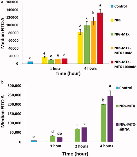 Figure 6. Flow cytometry analysis of MCF7 cells treated with (a) FITC-labelled NPs with or without MTX as well as the cells exposed to FITC-labelled NPs/MTX with extra 10 and 1000 nM of free MTX added for 1 or 4 h, compared to untreated cells. (b) FITC-labelled NPs/MTX and FITC-labelled NPs/MTX/STAT3 siRNA after 1, 2 and 4 h, compared to untreated cells. NPs: MSN-APTES-chitosan. Different letters indicate significant differences in mean values for each variable (p<.05).