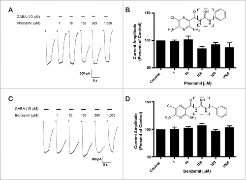 Figure 2. Phenamil and benzamil fails to elicit concentration-dependent effects on the hGABA-(A)ρ1 receptor. (A) Resulting representative traces generated by the co-application of GABA (10 µM) with increasing concentrations of phenamil in the presence of the wild type hGABA-A ρ1 receptor are shown. (B) Summary of phenamil activity on hGABA-A ρ1 receptor mediated peak current amplitude. Response to GABA and phenamil were normalized to the peak current amplitude of the control. (C) Resulting representative responses generated by the co-application of GABA (10 µM) with increasing concentrations of benzamil in the presence of the wild type hGABA-A ρ1 receptor are shown. (D) Summary of benzamil activity on hGABA-A ρ1 receptor mediated peak current amplitude. Responses to GABA and benzamil were normalized to the peak current amplitude of the GABA. Benzamil failed to elicit significant effects on the GABA-A ρ1 receptor. Data are presented as the mean ± SEM of n ≥ 4 cells. Dashed square highlights the guanidine group.