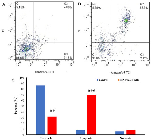 Figure 9 Annexin-PI assay of (A) control K562 cells, (B) treated K562 cells incubated with IC50 concentrations of Co3O4 NPs, (C) statistical analysis histogram. **P<0.1 and ***P<0.001 relative to negative untreated cells.
