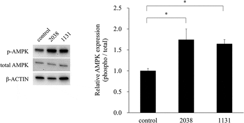 Figure 5. L. bulgaricus 2038 and S. thermophilus 1131 increased the expression of p-AMPK.