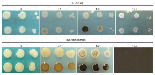 Figure 1 Melanization dose response of C. neoformans to L-DOPA and Norepinephrine. Cells of strains JEC 21 (top row) and H99 (bottom row) were serially diluted and plated on media with or without the indicated concentration of substrate (mM). Plates were incubated for four (L-DOPA) or seven (Norepinephrine) days before photographing.