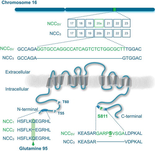Figure 1. Splicing of NCC gene.Schematic representation of the SLC12A3 gene including exon 20a that encodes for the NCCSV (top). The encoded protein NCC contains 12 transmembrane domains and intracellular amino (N)- and carboxy (C)-terminal domains (bottom). Serine (S811) is highlighted as phosphorylation site in the nine additional amino acids in NCCSV. Left bottom panel shows a multiple protein sequence alignment of the three NCC isoforms, demonstrating the lack of glutamine 95 in NCC2.