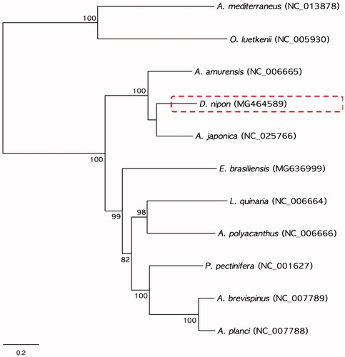 Figure 1. Phylogenetic tree of maximum likelihood (ML) method based on the nucleotide sequences of the complete mitogenomes of D. nipon (MG464589) and eight other asteroids. The values of bootstrap support (ML) is indicated on each node as >70.