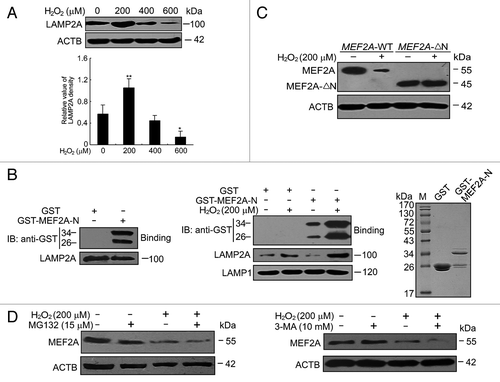 Figure 7. CMA degradation of MEF2A under oxidative stress. (A) Effects of H2O2 on the protein level of LAMP2A. SK-N-SH was exposed to different dosages of H2O2 (0 to 600 μM) for 24 h and protein levels were determined by western blot. *P < 0.05, **P < 0.01 vs. culture without H2O2. (B) Lysosomal binding of MEF2A. Lysosomes were isolated from the overnight-starved rat liver (left), or from H2O2-treated culture cells (middle). Lysosomes were coincubated with purified GST or GST-MEF2A fusion proteins. The presence of binding protein was determined by anti-GST immunoblotting. The LAMP2A protein levels were analyzed by western blotting and LAMP1 was shown as a loading control. Right panel shows the positions of GST or GST-MEF2A-N by Coommassie staining. (C) Degradation of MEF2A-∆N by oxidative stress. Neuro-2A cells were individually transfected with the full-length (MEF2A-WT, namely pc3.1-MEF2A) and the N-terminal deletion (MEF2A-∆N) constructs and cultured under 200 μM of H2O2 for 24 h. MEF2A levels in these cells were determined by western blot. (D) Proteasome and macroautophagy pathways are not implicated in MEF2A degradation under oxidative stress. SK-N-SH cells were treated with proteasome inhibitor MG132 (left) or macroautophagy inhibitor 3-MA (right) in the present of 200 μM of H2O2 for 24 h and the MEF2A protein levels were analyzed by western blotting.