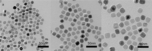 Figure 4. TEM images of 20 (a), 22 (b) and 25 nm (c) nanoparticles for prolonged reaction time. The molar ratio of oleic acid to Fe(OH)3 is fixed at 6.4.