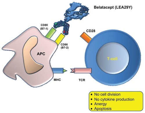 Figure 3 Belatacept binds to CD80 (B7-1) and CD86 (B7-2) and blocks costimulation.