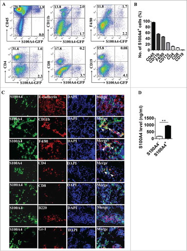 Figure 2. S100A4 is expressed in different types of cells in the colon. (A-B) Flow cytometry analysis of the phenotypes of S100A4+ cells in the colons of S100A4+/+.GFP mice treated with 3% DSS for 5 days for 2 cycles by staining GFP+ cells with CD45, CD11b, F4/80, CD11 c, CD4, CD8 and CD19 antibodies. (C) Double immunohistochemical staining of S100A4 with E-cadherin, CD11b, F4/80, CD4, CD8, B220 and Gr-1 in DSS-induced colon tissues. Nuclei were counter-stained with DAPI. The arrows indicate double-positive cells. Scale bar, 25 μm. (D) S100A4 concentrations in the cultured supernatants of S100A4+ CD11b+ cells or S100A4− CD11b+ cells as detected by ELISA. **P < 0.01.