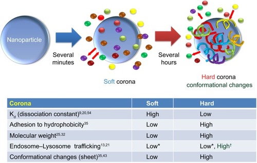 Figure 3 Schematic illustration and characteristics of a hard and a soft corona.Notes: The protein corona encompassing the nanoparticles. Hard coronas are characterized by slow exchange (ie, several hours) and lower abundance, with a high affinity of proteins, whereas soft coronas are typified by rapid exchange (ie, several minutes) and lower affinity of proteins with weakly bound outer layers on nanoparticles. There is a different response of cellular and biochemical factors by soft and hard corona formation. *Compared with serum-free condition. †Compared with soft corona.