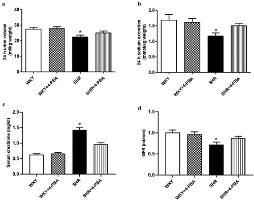 Figure 2. Effect of the ER stress inhibition on the regulation of renal function in WKY rats and SHRs. The WKY rats and SHRs were treated with vehicle or 4-PBA (1 g/kg/day) for 4 weeks. 24 h urine volume (a) and sodium excretion (b) were determined by metabolic cages, and creatinine levels in serum (c) were measured by a creatinine analyzer and GFR (d) was calculated from creatinine clearance in WKY rats and SHRs at the age of 17 weeks. Data are expressed as the means ± S.E.M (n = 6/group). *P<.05 vs. others.