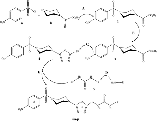 Scheme 1. General scheme for the synthesis of 2-(5-(1-(4-nitrophenylsulfonyl)piperidin-4-yl)-1,3,4-oxadiazol-2-ylthio)-N-(substituted)acetamide (6a–p). (A) 15% Na2CO3 solution, H2O, stir for 8 h. (B) N2H4.H2O, EtOH, reflux for 5 h. (C) KOH (s), EtOH, reflux for 6 h. (D) BrCH2COBr, 15% Na2CO3 solution, H2O, stir for 2 h. (E) DMF, NaH, stir for 24 h.