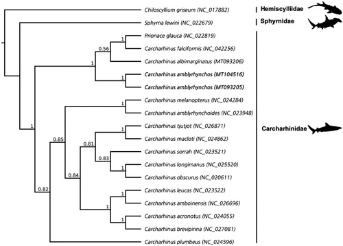 Figure 1. Cladogram showing the phylogenetic relationship of species with complete mitogenome sequences in the genus Carcharhinus including Prionace glauca, with the scalloped hammerhead shark (Sphyrna lewini) and gray bamboo shark (Chiliscyllium griseum) as outgroups. The new sequences for the gray reef shark (Carcharhinus amblyrhynchos) are in bold. Families are indicated by vertical lines and represented by silhouettes accessed from PhyloPic (phylopic.org). Values at each node represent the Bayesian posterior probability at each node, GenBank accession numbers for each sequence are in brackets.