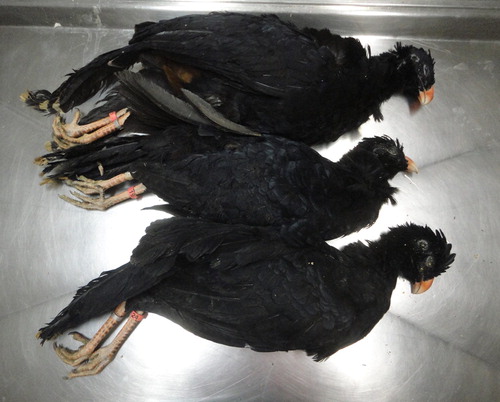 Figure 1. Seven-month-old Alagoas curassows (Pauxi mitu) which died of natural infection with Aviadenovirus A. Three birds are shown of four birds which died at the outbreak.