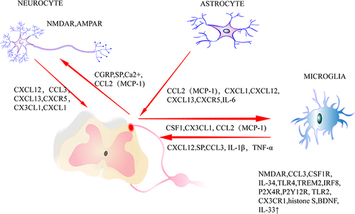Figure 2 The cytokines in neuropathic pain.