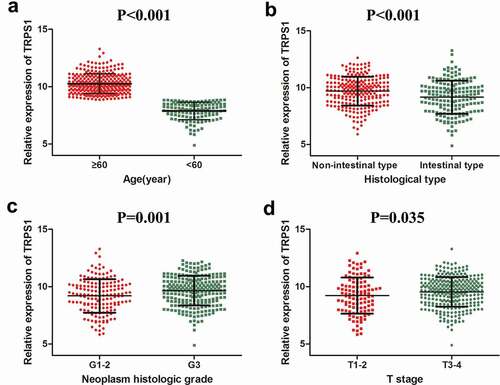 Figure 5. The relative expression level of TRPS1 in gastric cancer tissues and its relationship with clinicopathological parameters in STAD patients based on public databases. (a) TRPS1 expression levels in STAD patients aged ≥60 y and aged < 60 y; (b) TRPS1 expression levels in STAD patients of non-intestinal type and intestinal type; (c) TRPS1 expression levels in grade 1–2 and grade 3 patients; (d) TRPS1 expression levels in T1–2 and T3–4 patients. STAD, stomach adenocarcinoma