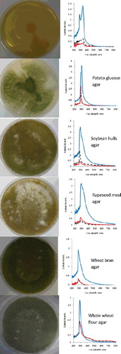 Figure 2. Different morphologies of A. oryzae colonies cultivated using six different solid agar media after 7 days. Spectra from scanning spectrophotometer (200–800 nm wavelengths) extracted from spores (Display full size); mycelium (Display full size) and fungus together with agar medium (Display full size).