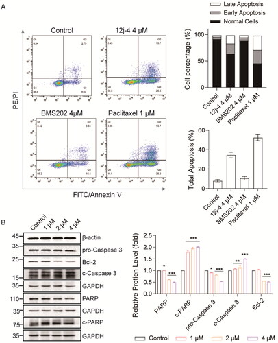 Figure 4. 12j-4 induced apoptosis in MDA-MB-231 cells. (A) The apoptosis of MDA-MB-231 cells was evaluated by flow cytometry after they were treated with 12j-4 for 48 h at a concentration of 4 μM. (B) The expression of Bcl-2, Caspase 3, cleaved-Caspase 3, PARP, and cleaved-PARP proteins was detected by Western blot in MDA-MB-231 cells treated with compound 12j-4 for 48 h at a concentration of 1, 2, and 4 μM, respectively. Data are expressed as mean ± SEM (n = 3). *p < 0.05, **p < 0.01, ***p < 0.001.