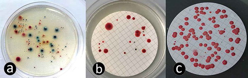 Figure 2. (a) An example of CHROMagar AcinetobacterTM plate (without CR102 supplement for cultivation of carbapenem-resistant bacteria) inoculated with wastewater sample after incubation at 37°C for 48 h. The blue colonies are usually Enterobacteriaceae and red colonies are Stenotrophomonas sp., Acinetobacter sp., Pseudomonas sp., or other Gram-negative bacteria. (b and c) – example of CHROMagar AcinetobacterTM (with CR102 supplement) from here presented study, inoculated with soil sample and incubated at 37°C (b) and 42°C (c).