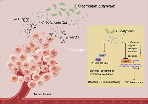 Figure 7. Schematic summary of C.B’s role in modulating 5-FU drug resistance and boosting anti-PD1 immunotherapy.