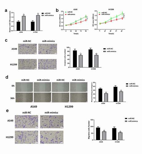 Figure 2. Overexpressing miR-133b suppresses the proliferation, migration and invasion of LUAD cells