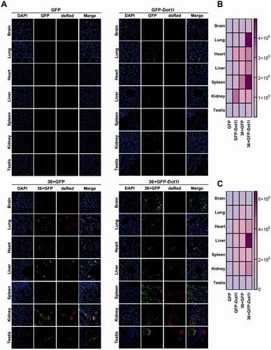 Figure 7. Recombinant protein mediated DsRed expression plasmid DNA delivery in vivo. (A) Fluorescence microscopy of GFP and RFP in different organs or tissues. For tail vein injection, 100 µg of each recombinant protein–plasmid complex at mole ratio of 800:1 was used. After injection for 48 h, mice were sacrificed by deep anesthesia, perfused with 100 ml PBS and then fixed with 4% paraformaldehyde (PFA). Using a cryostat, tissues or organs were cut into 8–10 µm thick slices. Slices mounted on the slide were stained with DAPI and observed under fluorescence microscope. (B) The heat map presenting quantitative analysis of GFP fluorescence intensity in four recombinant protein group. (C) The heat map presenting quantitative analysis of RFP fluorescence intensity in four recombinant protein group.