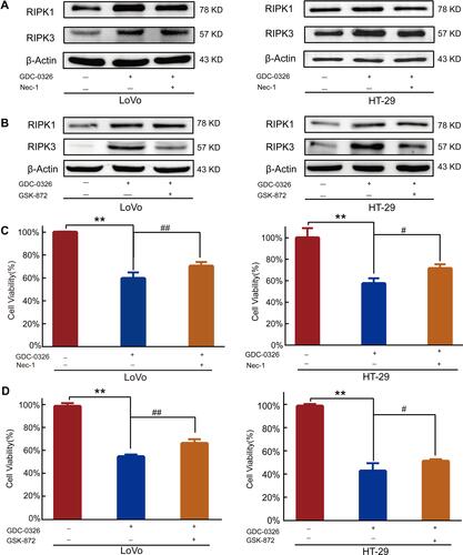 Figure 3 Effect of RIPK1/3 inhibitors on reversing the GDC-0326-induced decrease in CRC cell viability. (A and B) Western blot analysis revealed that Nec-1 inhibited GDC-0326-induced upregulation of RIPK1, and GSK-872 mitigated the increase in RIPK3 expression induced by GDC-0326 in both LoVo and HT-29 cells. (C and D) CCK-8 assay showed that Nec-1 and GSK-872 inhibited the death of CRC cells induced by GDC-0326. (**P < 0.01, #P < 0.05, ##P < 0.01).