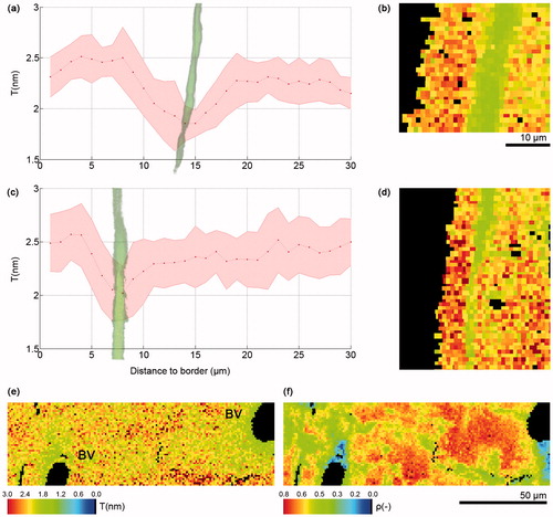 Figure 2. Graph of T parameter profile 30 µm through cortex starting at periosteal border in a loaded tibiae of a (a) 26 week old and (c) 78 week old mouse, the red line in the graphs corresponds to the average T parameter, while the shadowed pink area above and below the red line represents the standard deviation; (b) (d) T parameter map of first 30 µm of the tibial section; Lower T (e) and ρ parameter (f) near blood vessels in control tibia of a 10 week old mouse. BV, blood vessel.