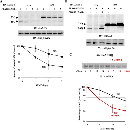 Figure 3.  SUMO-1 facilitates proteasomal degradation of ataxin-3. (A) BOSC cells were transfected with a fixed amount of ataxin-3 [26Q] or [73Q] (1 µg) and increasing amount of SUMO-1 (0, 1, 2, and 3 µg). After 48 h of transfection, cells were collected, lysed, and the steady-state level of ataxin-3 in cell lysate was analyzed by immunoblot with anti-HA antibody. (B) To test the effects of proteasome inhibition on ataxin-3 degradation, cells transfected with ataxin-3 [26Q] or [73Q] (1 µg) and SUMO-1 (2 µg) were treated with 5 µM MG132 for 24 h. The steady-state level of ataxin-3 was compared as described above. (C) After 24 h of transfection of ataxin-3 [26Q] with or without SUMO-1, cells were treated with 20 µg/ml of cycloheximide to block protein synthesis. From this point (t=0), cells were collected every 8 h (up to 24 h) and processed for immunoblot analysis. For loading control, β-actin was used. Gel images shown are the results from a typical experiment. Graphs are the results of image quantification from three independent experiments. Bars =SD.