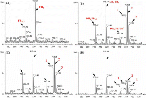 Figure 4. MS analysis of the reaction mixtures containing Fum7p and tetradehydro fumonisins. (A) Standard fumonisins; (B) Fum7p + DH4–FB + NADPH; (C) Fum7p + DH4–FB + NADPH + FeCl2; and (D) Fum7p + DH4–FB + NADH + FeCl2. The peaks corresponding to FB1, FB2/3, as well as the DH4–FB analogs are indicted with arrows. The proposed structure for compounds 1, 2, and 3 are shown in Figure 5. 1, fumonisin analog with two oxalosuccinate esters; 2, fumonisin analog with one oxalosuccinate ester and one isocitrate ester; and 3, fumonisin analog with two isocitrate esters.