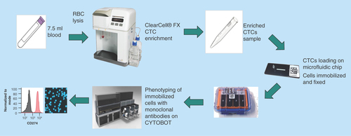 Figure 1.  Novel workflow for circulating tumor cell detection and characterization.Human whole blood is hemolyzed and centrifuged to harvest nucleated cells. ClearCell® FX enriches CTCs based on size. Enrichment product is loaded onto microfluidic chips and stored at 4°C until ready for analysis. CTCs immobilized on microfluidic chips are phenotyped with monoclonal antibodies against tumor markers using the Zellkraftwerk CYTOBOT.CTC: Circulating tumor cell.