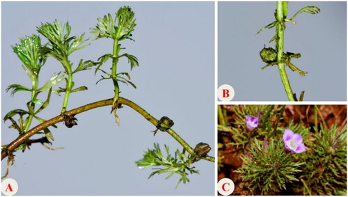 Figure 1. The morphology of Limnophila sessiliflora. (A) Transverse rhizome with erected branches, the aerial leaves are simple pinnate and whorled, (B) fruit, and (C) the flowers are pine, with beard in the corolla tube. All were photographed by Hongjin Dong in Xishui, the same location as the specimens collected. A and B were taken in 19 January 2021, and C was taken in 17 June 2021.