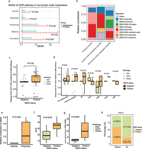 Figure 1. Association between DNA repair pathway, mutation signature SBS3 and chromosomal instability in primary and metastatic NSCLC tumors. (A) dN/dS analysis of the mutations of cancer-related genes in the DDR pathway in the primary tumors and non-lymph node metastases by dN/dScv method. To ensure same sample size, only paired samples were included (n = 22 pairs, 2 paired samples lacked DDR cancer gene mutations in both primary and metastatic samples, and were not included). Bar represents 95% confidence interval of dN/dS and * represents dN/dS is significantly greater than 1 (P ≤ 0.05). (B) mutations were classified into three groups: primary (29 samples), lymph node metastasis specific (7 samples) and non-lymph node metastasis specific (24 samples, including PL, BR, BN and AD), for metastases, only paired samples were included. COSMIC mutation signatures were extracted from each group by the SigProfiler tools. The relative contributions of the signatures in the three groups were plotted. (C) changes of the CCF of the mutations of cancer-related DDR genes in the paired non-lymph node metastases stratified by SBS3 status (negative = 11, positive = 11, two samples without cancer-related DDR gene mutations were not included), each dot represents a mutation. (D) changes of the CCF of the mutations in different KEGG DDR associated pathways in the paired non-lymph node metastases stratified by SBS3 status. (E) the relative contribution of SBS3 signature in the paired non-lymph node metastases (n = 24) stratified by ploidy status (diploidy = 5; polyploidy = 19). (F) BCS in the non-lymph node metastases (n = 24) stratified by SBS3 status (negative = 13; positive = 11). (G) TMB in the non-lymph node metastases (n = 24) stratified by SBS3 status (negative = 13; positive = 11). (H) distribution of SBS3 status in the distant metastases (BR, BN and AD) and PL metastases. AD: adrenal gland; ADC, adenocarcinoma; BCS: broad copy number alteration score; BER: base excision repair; BN: bone; BR: brain; CCF: cancer cell fraction; DDR: DNA damage repair; HR: homologous recombination; LSCC, lung squamous cells carcinoma; MMR: mismatch repair; NER: nucleotide excision repair; NHEJ: non-homologous end joining; PL: pleural; TMB: tumor mutation burden.