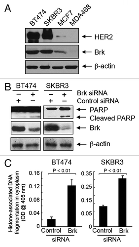 Figure 6. Induction of apoptosis by knockdown of Brk in naturally HER2-overexpressing breast cancer cell lines. (A) Cell lysates of indicated breast cancer cell lines were prepared and analyzed by western blotting using the indicated antibodies. (B) BT474 and SKBR3 cells were transiently transfected with Brk siRNA or control siRNA for 48 h. Cell lysates were prepared and analyzed by western blotting using the indicated antibodies. (C) The same cell lysates as in (B) were analyzed using ELISA for quantitative determination of the levels of apoptosis.