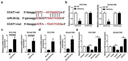 Figure 4. miR-24-3p is bound to CCAT1.(a) The potential binding sites of CCAT1 and miR-24-3p were predicted by starBase. (b) Luciferase activity was measured in PC3-TXR and DU-145-TXR cells co-transfected with CCAT1-wt or CCAT1-mut and miR-24-3p or NC. (c and d) The enrichment of CCAT1 was detected in PC3-TXR and DU-145-TXR cells by RIP or RNA pull-down assay. (e) The abundance of miR-24-3p was measured in PC3-TXR and DU-145-TXR cells transfected with CCAT1, vector, siCCAT1 or scramble by qRT-PCR. *P < .05.
