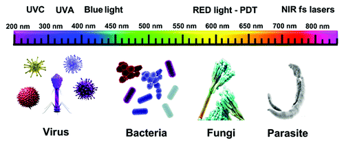 Figure 1. Electromagnetic spectrum and its physiological effects on various microorganisms.