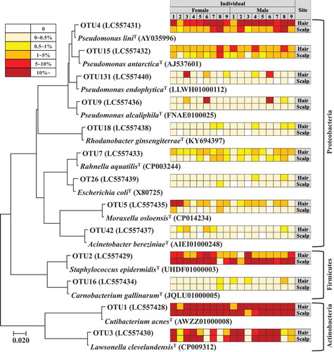 Figure 4. Phylogenetic tree and abundance heatmap of the major 13 OTUs commonly found in all 18 individuals