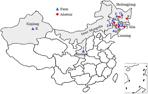 Figure 1. The geographic locations of samples from farm and slaughtering environments. The triangular shades of blue represent the different farms of beef cattle, dairy cattle or sheep, and shades of red prismatic stand for different abattoirs of beef cattle, or sheep in major cattle and sheep producing areas in China. (A) Dairy cattle farm located in Changchun; (B) beef cattle farm located in Yitong; (C) beef cattle farm located in Dunhua; (D) beef cattle farm located in Zhenlai; (E) beef cattle farm located in Tongliao; (F) beef cattle farm located in Daqing; (G) dairy cattle farm located in Suihua; (H) dairy cattle farm located in Shenyang; (J) beef cattle farm located in Shaanxi; (K) beef cattle farm located in Xinjiang; (L) sheep farm located in Dunhua; (N) sheep farm located in Zhenlai; (O) beef cattle abattoir in Daqing; (P) beef cattle abattoir in Jixi; (Q) sheep abattoir in Zhenlai; (R) beef cattle abattoir in Siping; (S) beef cattle abattoir in Changchun; (T) beef cattle abattoir in Yanji.