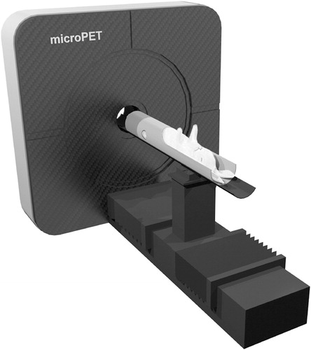 Figure 1. Diagram of the experimental setup. Positioning of a rabbit in the custom-made restrainer on the Siemens Focus 120 microPET scanner.