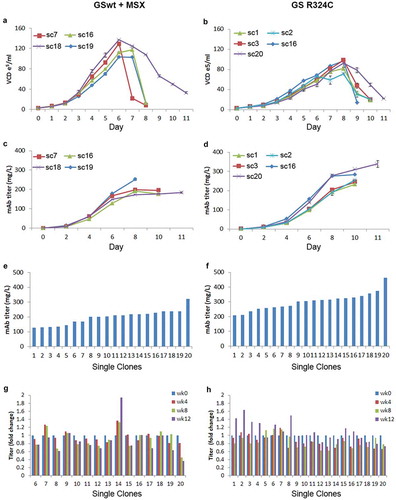 Figure 6. Growth and productivity assessment of single clones derived from GSwt + MSX and GS (R324C) selection in batch culture analysis. The stable pools were generated from CHO-GS−/- clone 2. Growth curves of 4 and 5 randomly selected single clones isolated from GSwt + MSX (a) and R324C (b) stable pools, respectively, are shown. Viable cell density (VCD) was measured every day. The antibody GA101 titer of clones derived from GSwt + MSX (c) and R324C (d) stable pools were measured using nephelometer every other day. Growth and productivity were assessed until the viability dropped below 50%. Antibody GA101 titer measurement of top 20 producing clones from GSwt + MSX (e) and R324C (f) stable pools were assessed in a 14-day batch culture. Stability assessment was done for the single clones with productivity more than 150 mg/L of the antibody isolated from GSwt + MSX (g) and R324C (h) stable pools. The single clones were seeded at 3x103/ml in glutamine-free 50/50 medium for a 14-day batch culture analysis of antibody GA101 production stability at week 0, 4, 8, and 12. Titers were analyzed via nephelometer.