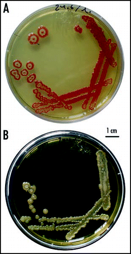 Figure 2 Continuum of multicellular bodies, from an undifferentiated cell mass to characteristically patterned colonies, develops upon streaking the bacteria on solid media. (A) Colored (F) strain; (B) white (W) strain.